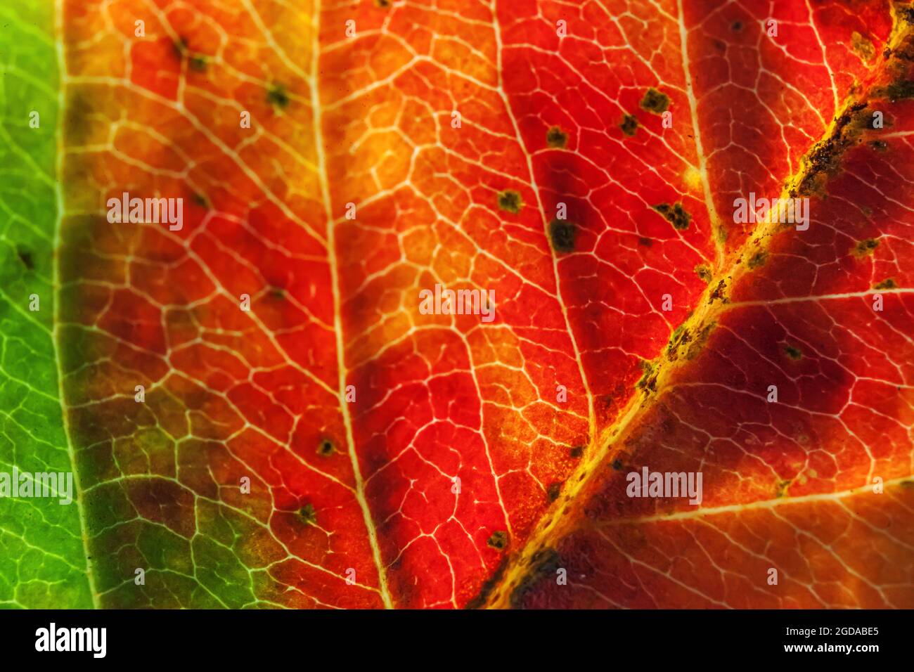 Closeup fall extreme macro view of red orange green wood sheet tree leaf glow in sun background. Inspirational nature or Stock Photo - Alamy