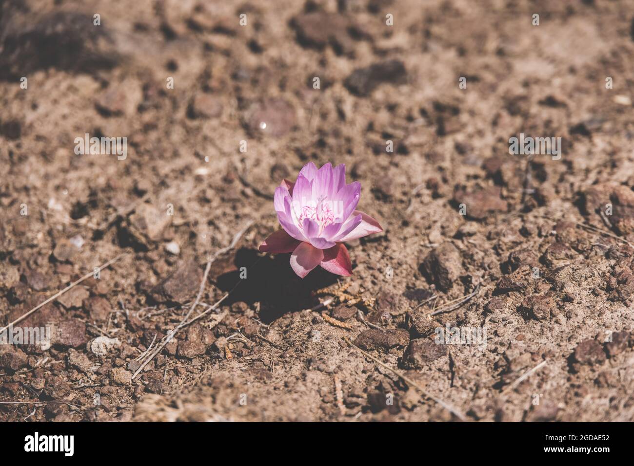 Pink lotus growing in a muddy area Stock Photo Alamy