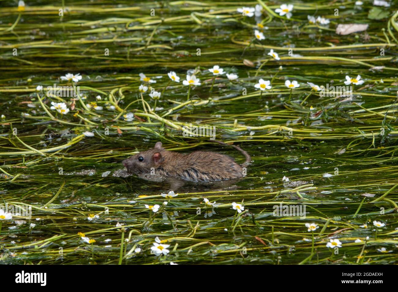 Water rat hi-res stock photography and images - Alamy