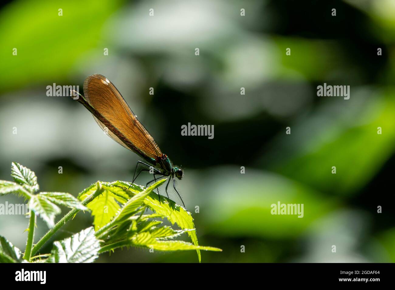 female beautiful demoiselle damselfly with metallic body resting on a ...
