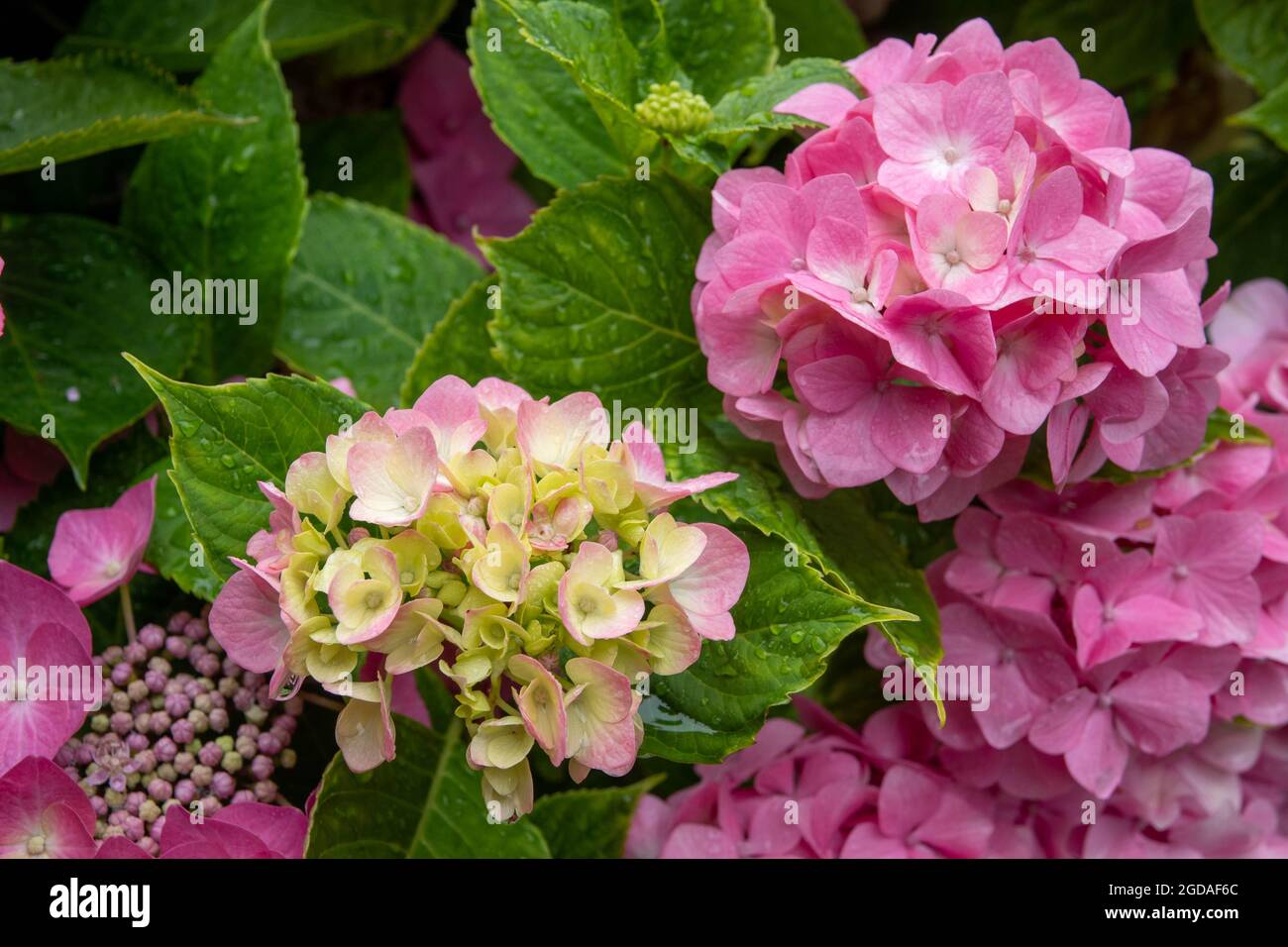 beautiful pink flowers of hydrangea macrophylla also known as lacecap hydrangea and christmas flower Stock Photo