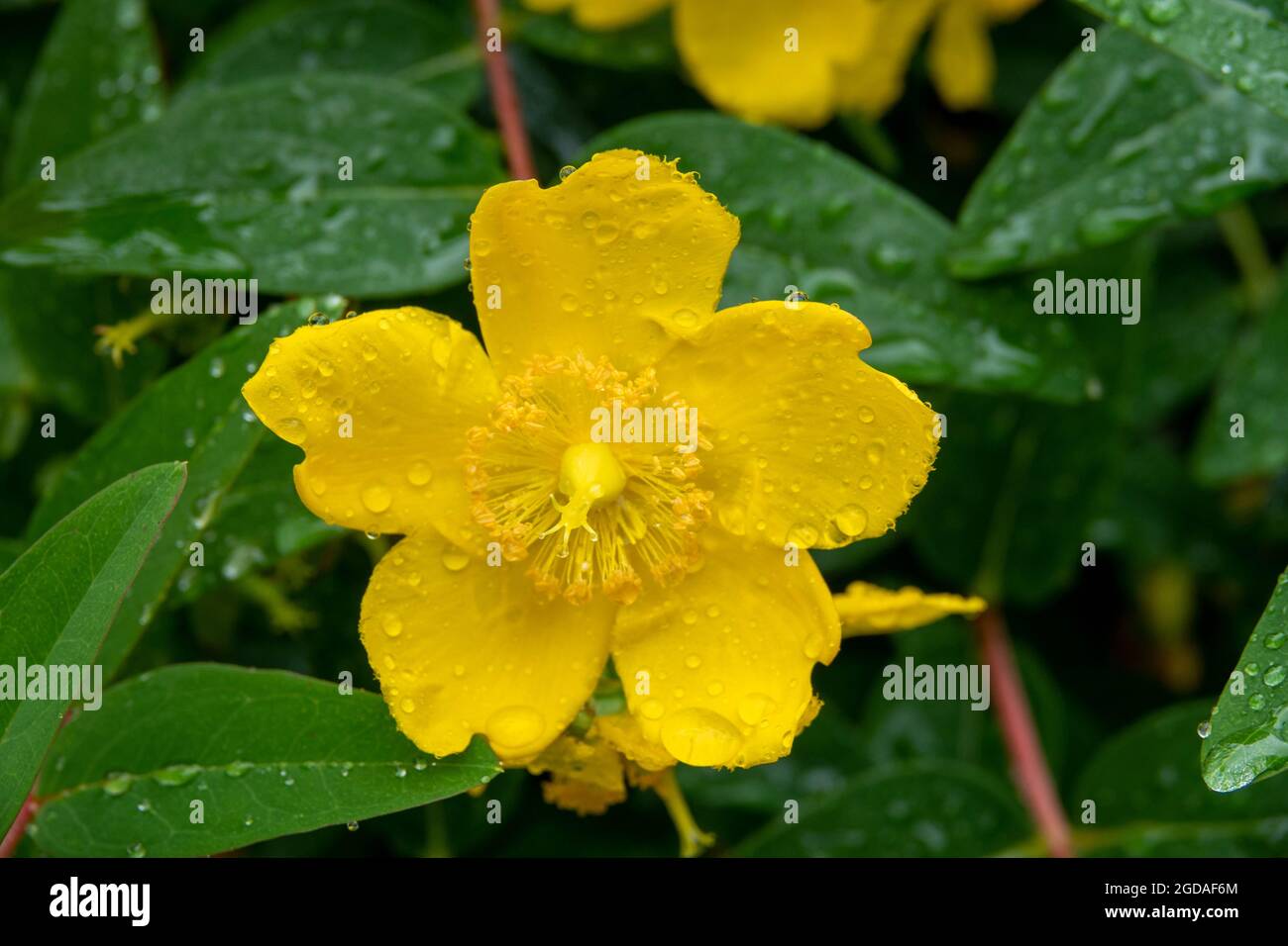 raindrops on St John's wort which is commonly used for depression and