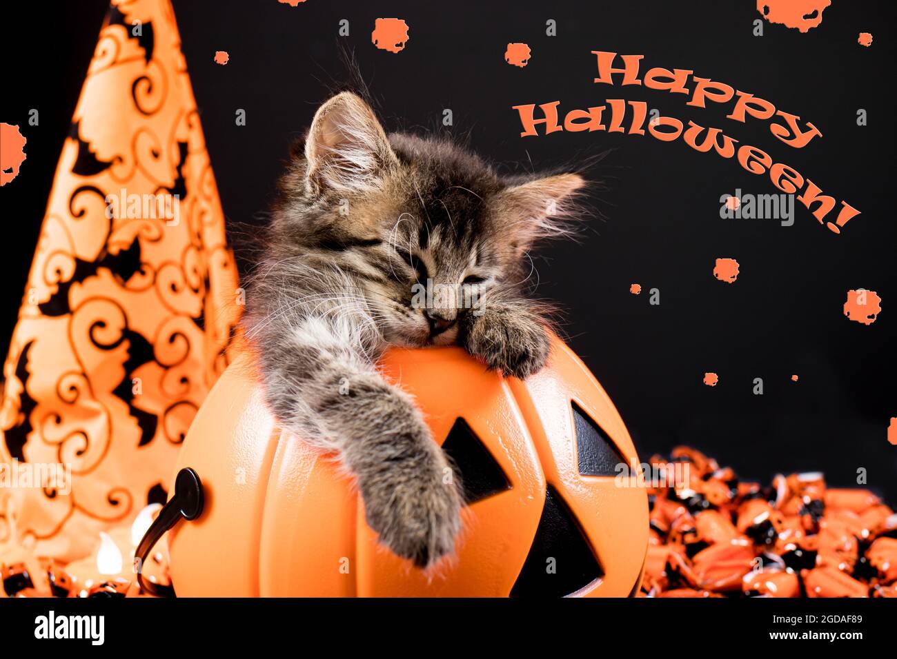 Happy Halloween card. A little kitten with bat wings sleeps in a