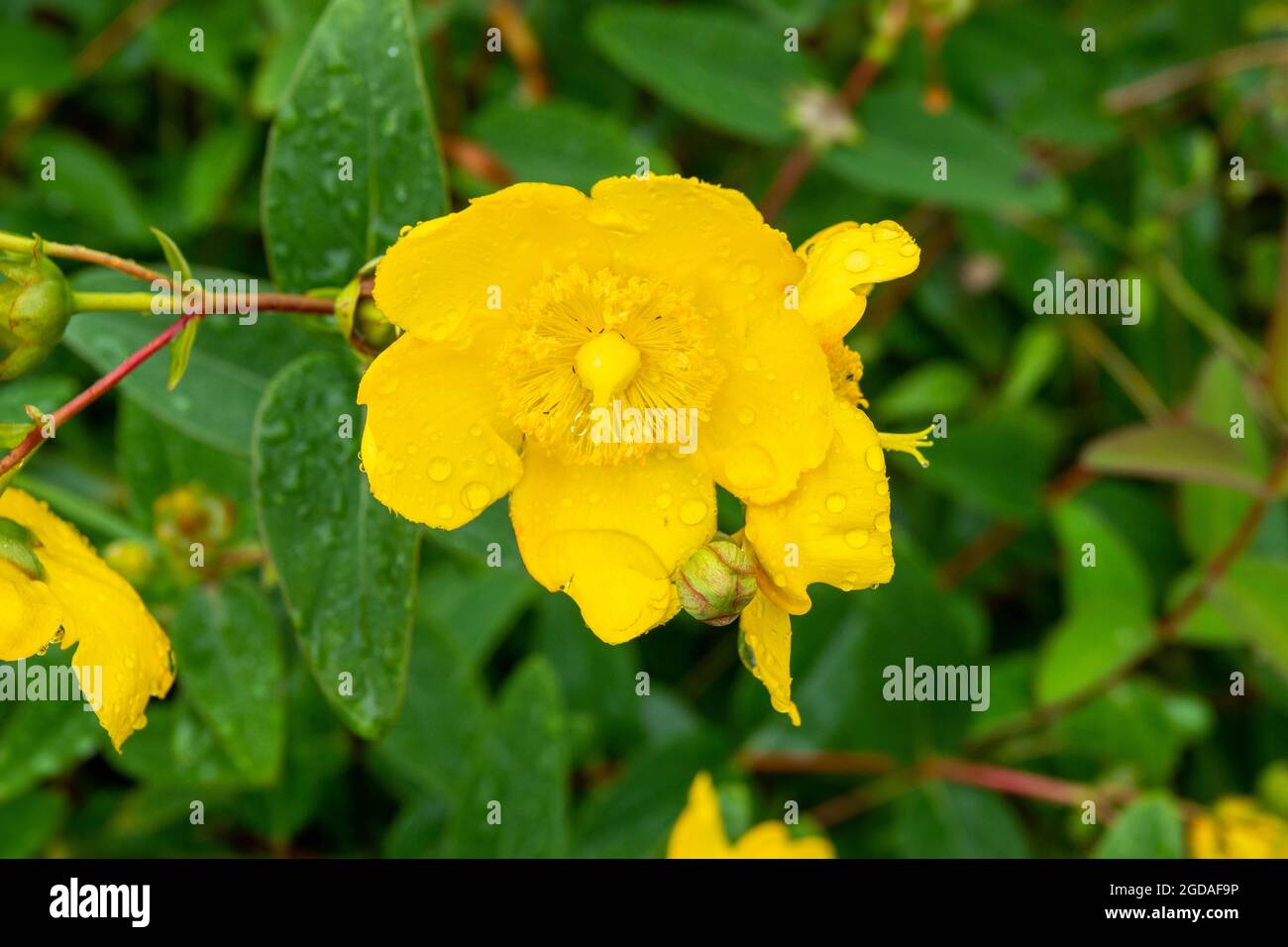 raindrops on St John's wort which is commonly used for depression and