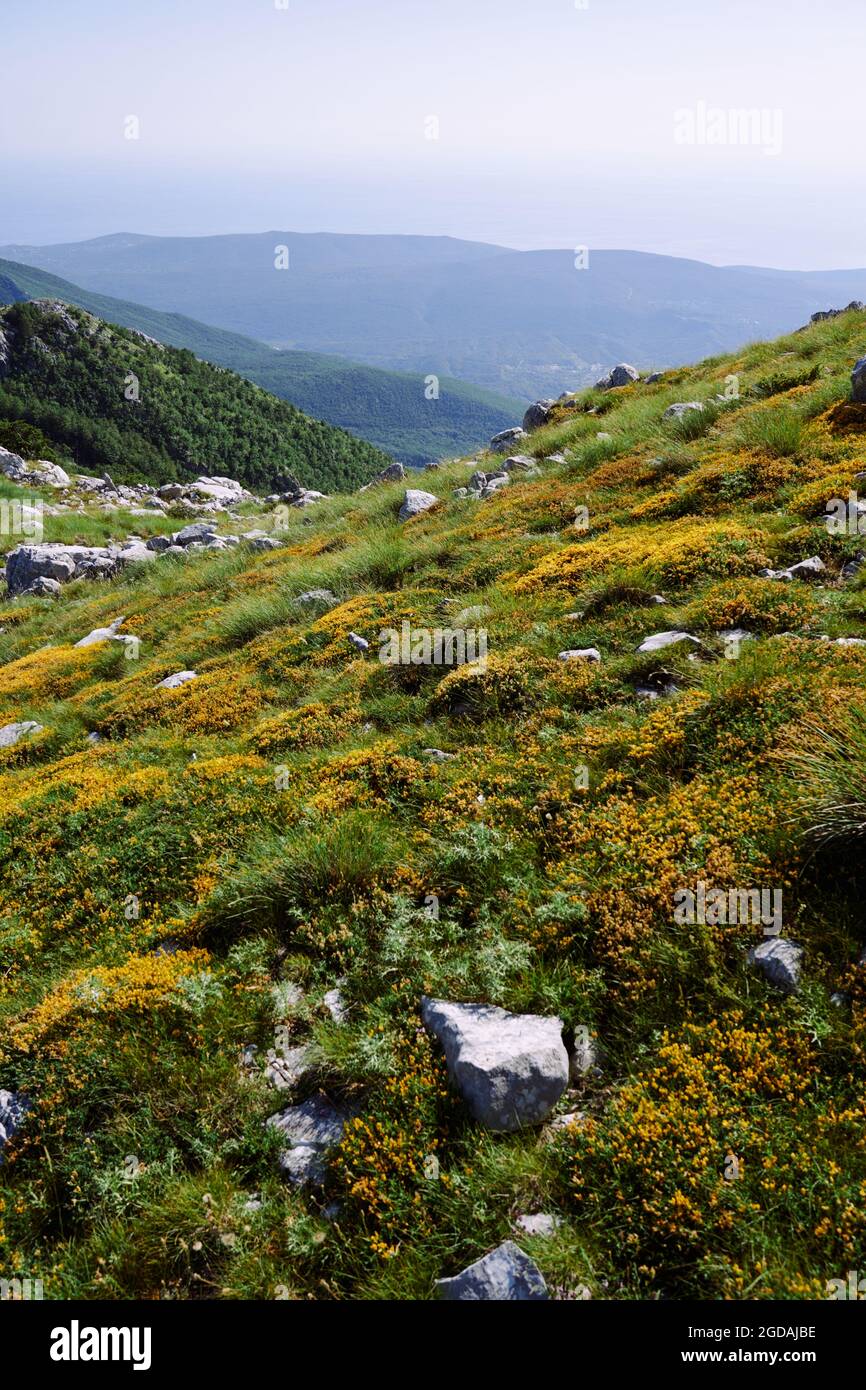 Top view small wildflowers hi-res stock photography and images - Alamy