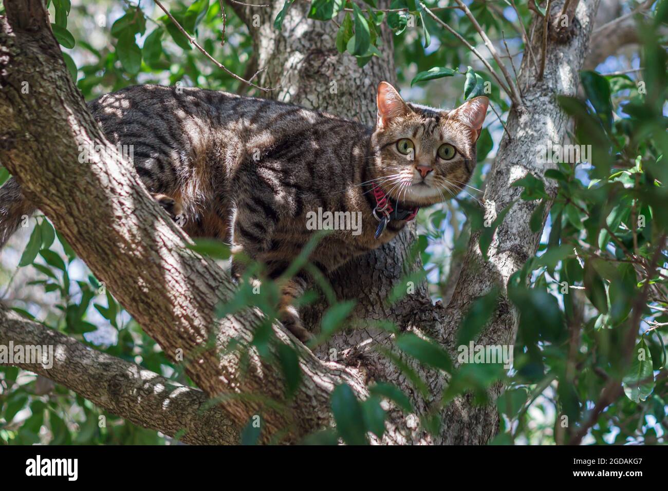 beautiful tabby cat stuck in a tree Stock Photo Alamy
