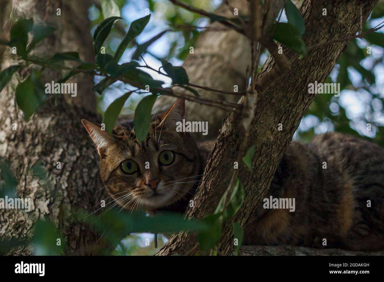 beautiful tabby cat stuck in a tree Stock Photo Alamy