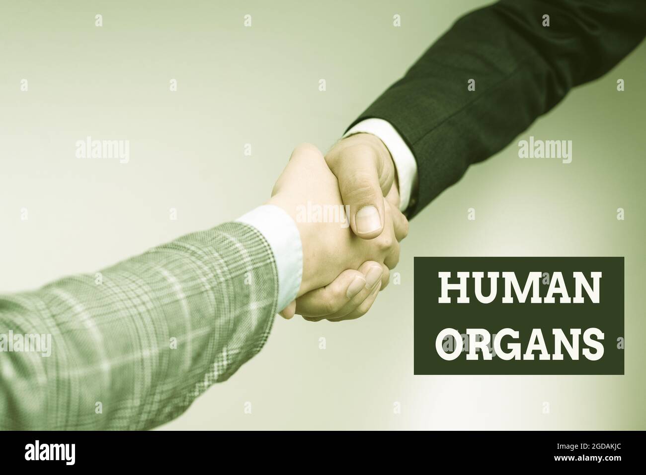 Sign displaying Human Organs. Internet Concept The internal genital  structures of the human body Two Professional Well-Dressed Corporate  Businessmen Stock Photo - Alamy