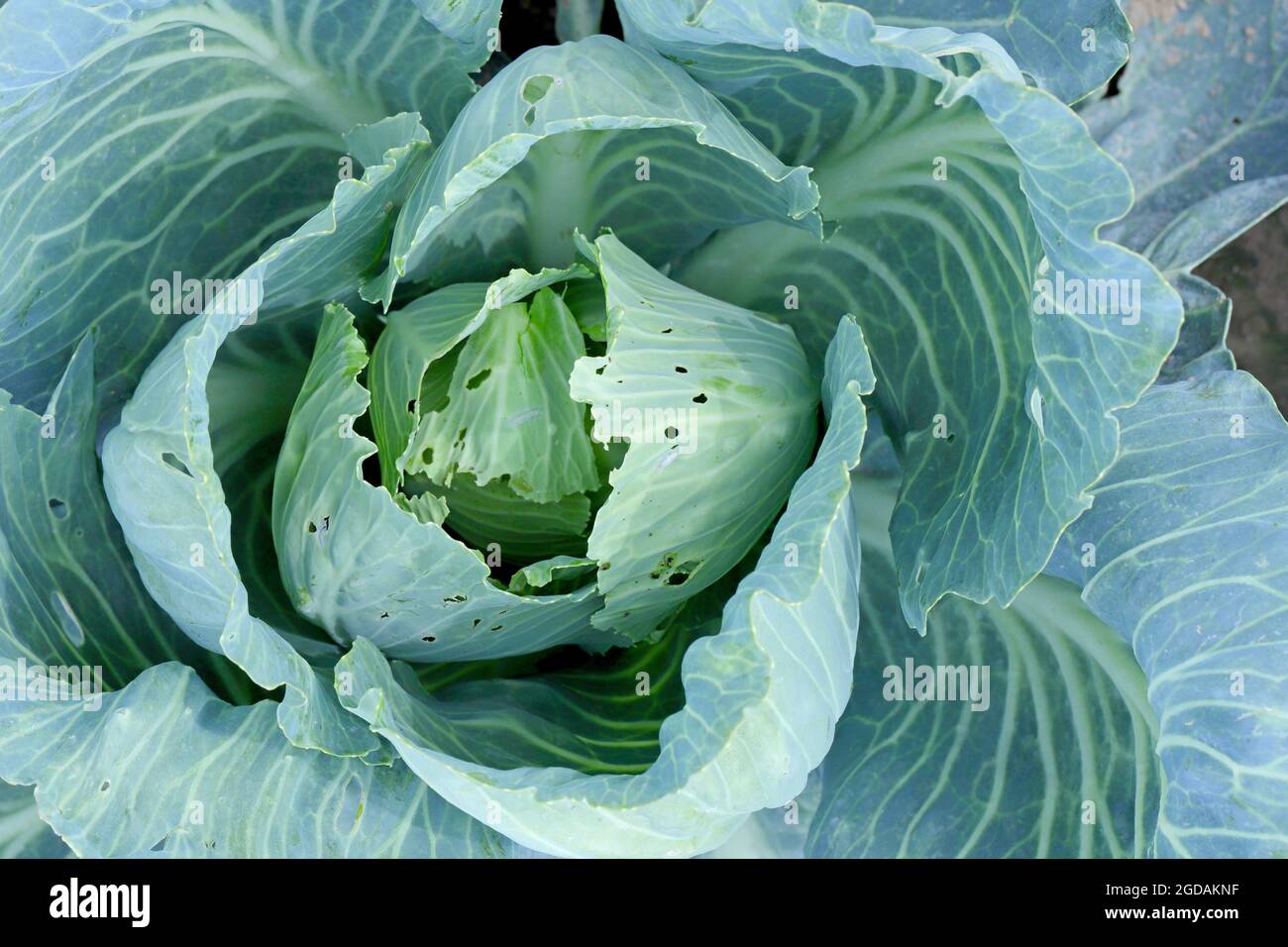 cabbage damaged by caterpillars of diamondback moth (Plutella xylostella), sometimes called the cabbage moth. Two pupae in the cocoon are visible. Stock Photo