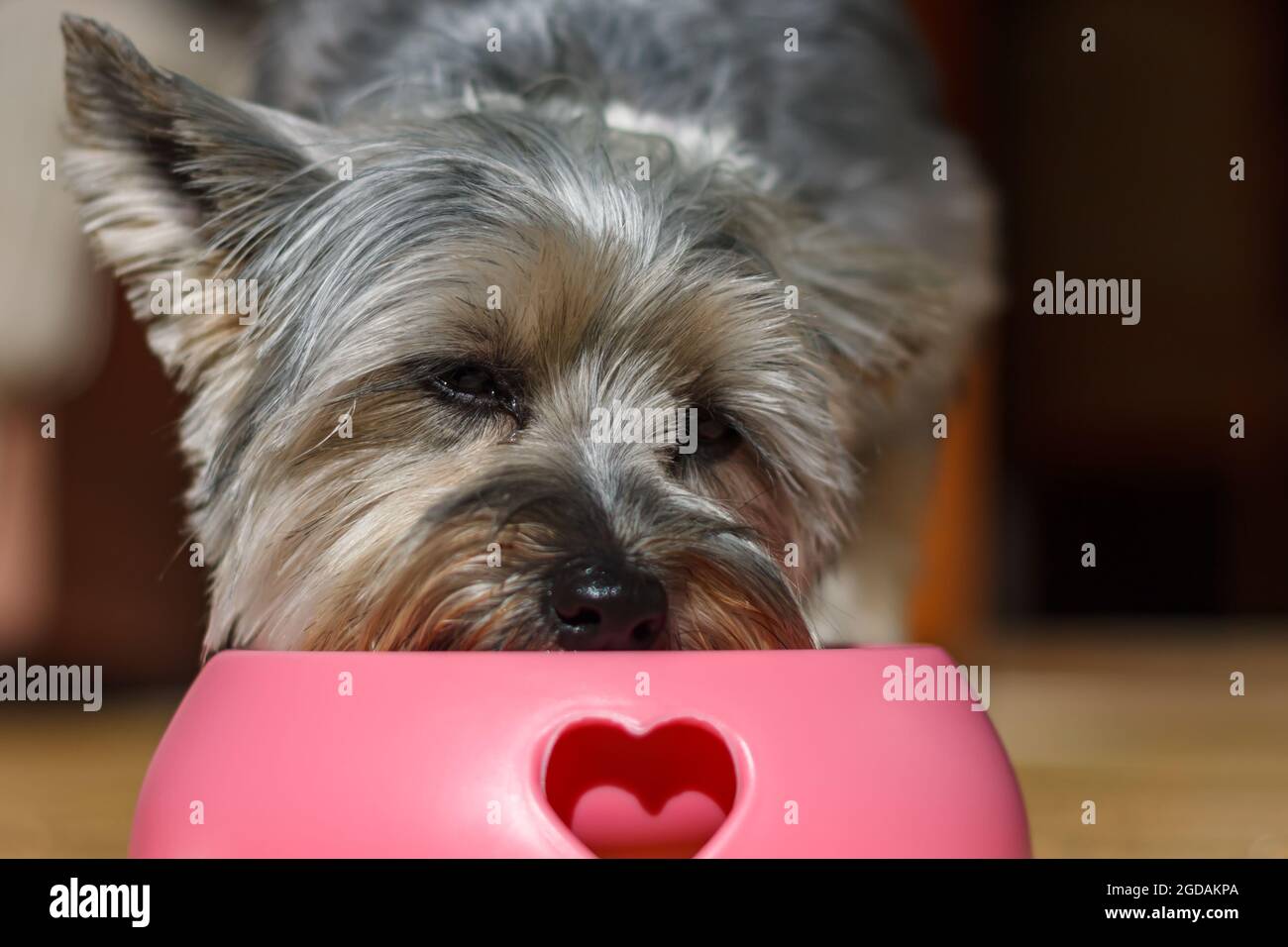 cute little Yorkshire terrier puppy eating her lunch out her pink bowl Stock Photo