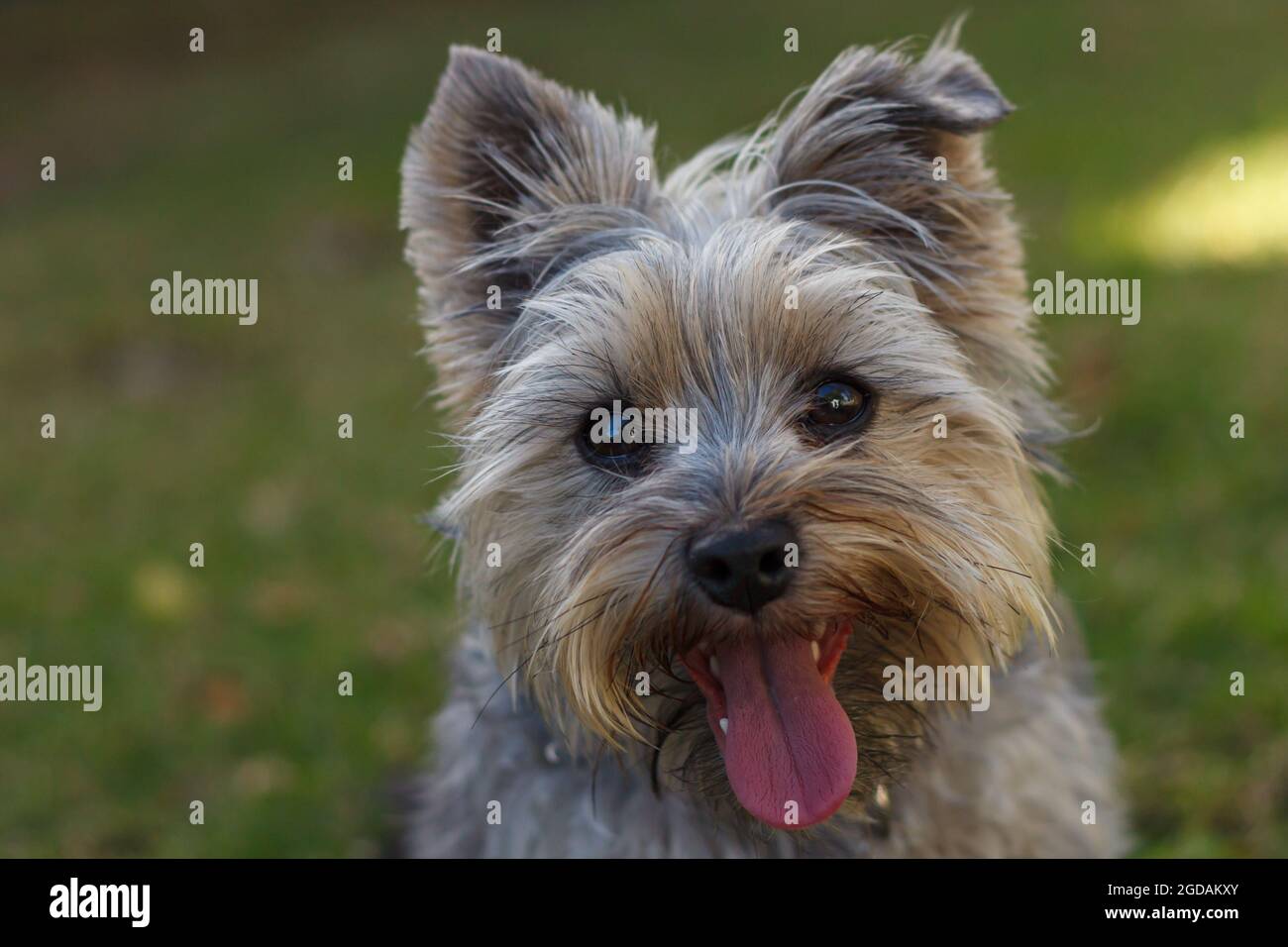 little Yorkshire terrier puppy with an extra long tongue playing in the garden Stock Photo