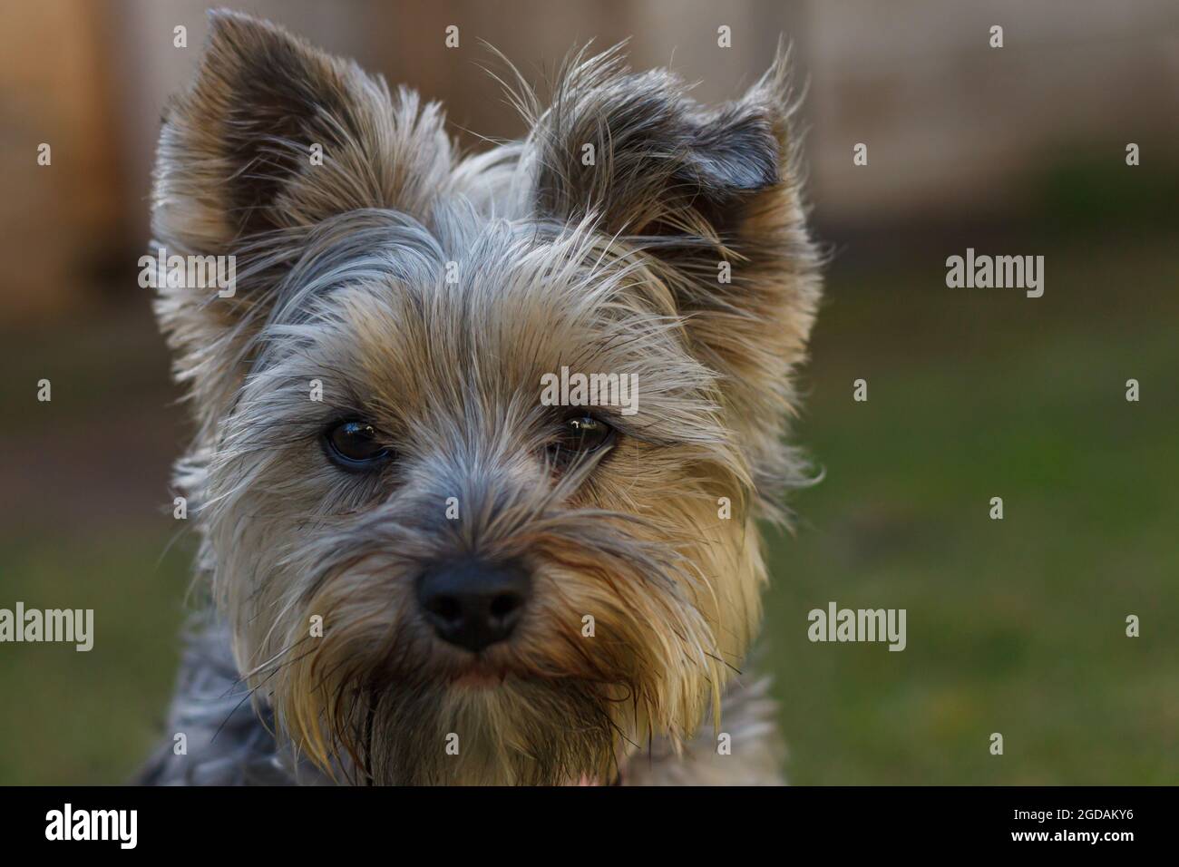 little Yorkshire terrier puppy playing in the garden Stock Photo