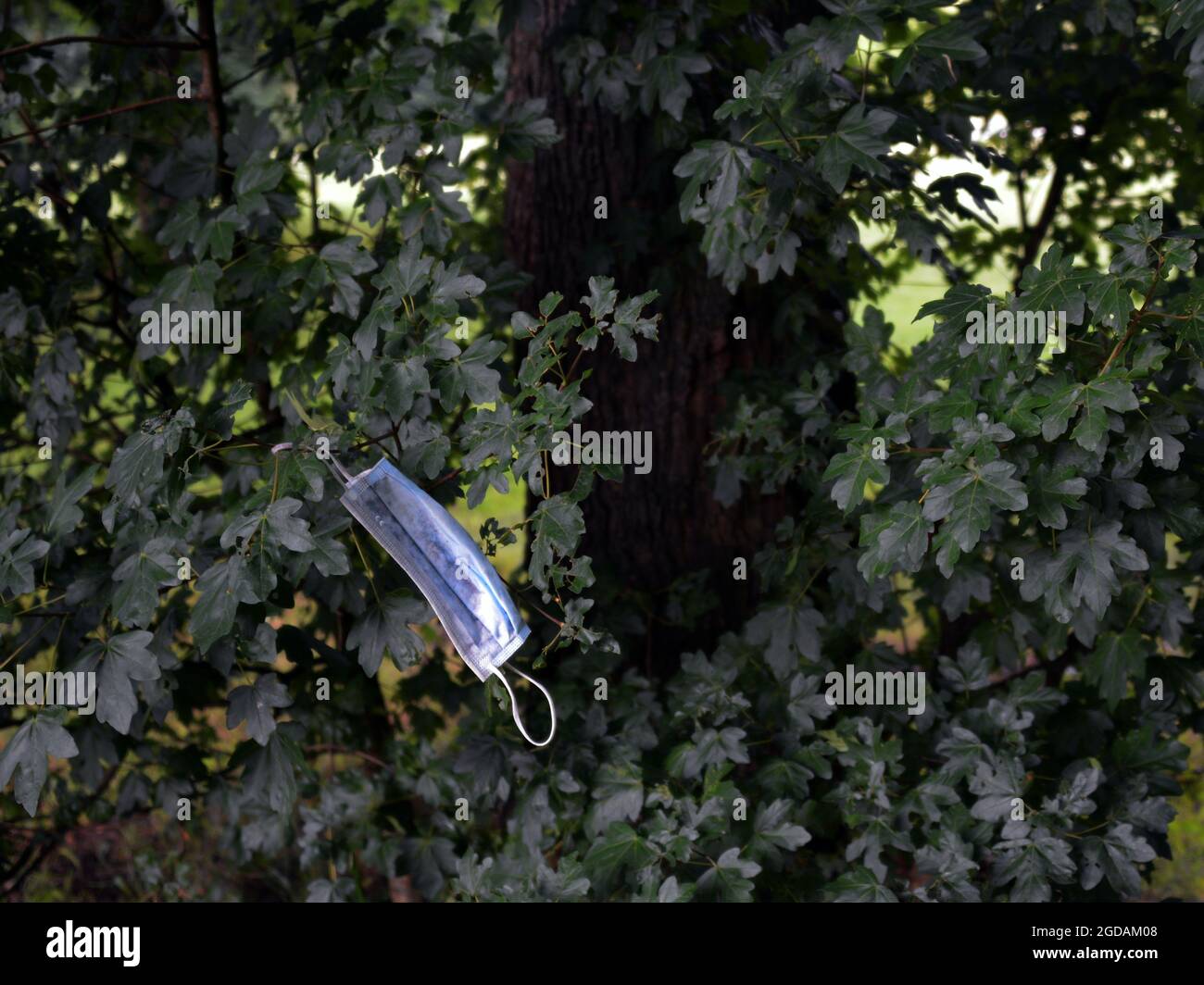 A medical mask hanging on a branch Stock Photo