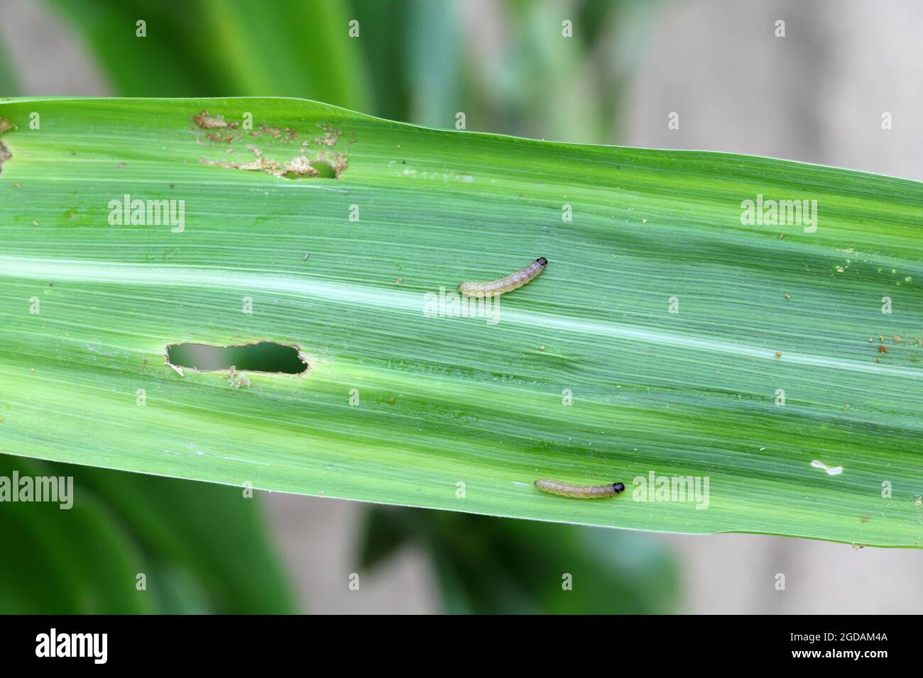 Corn borer damage hires stock photography and images Alamy