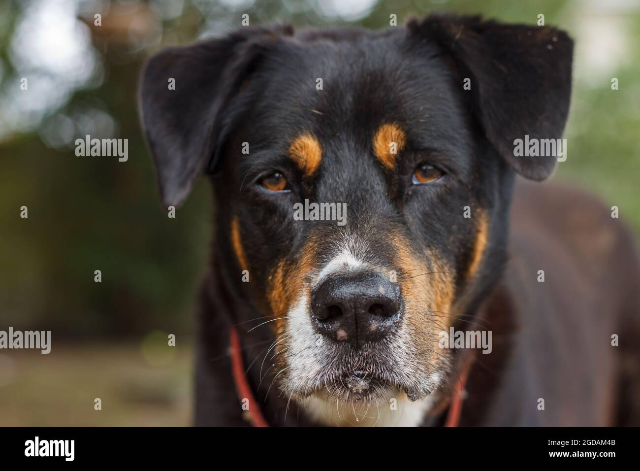 Will The Scar On My Dogs Nose Go Away