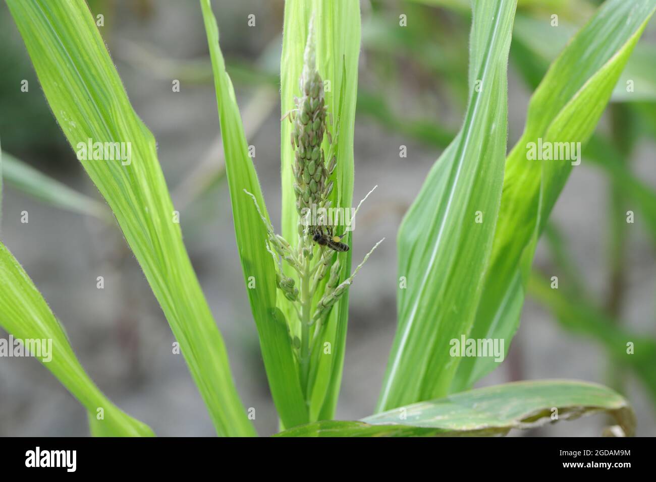 Honey bee collecting pollen from corn plants. Stock Photo