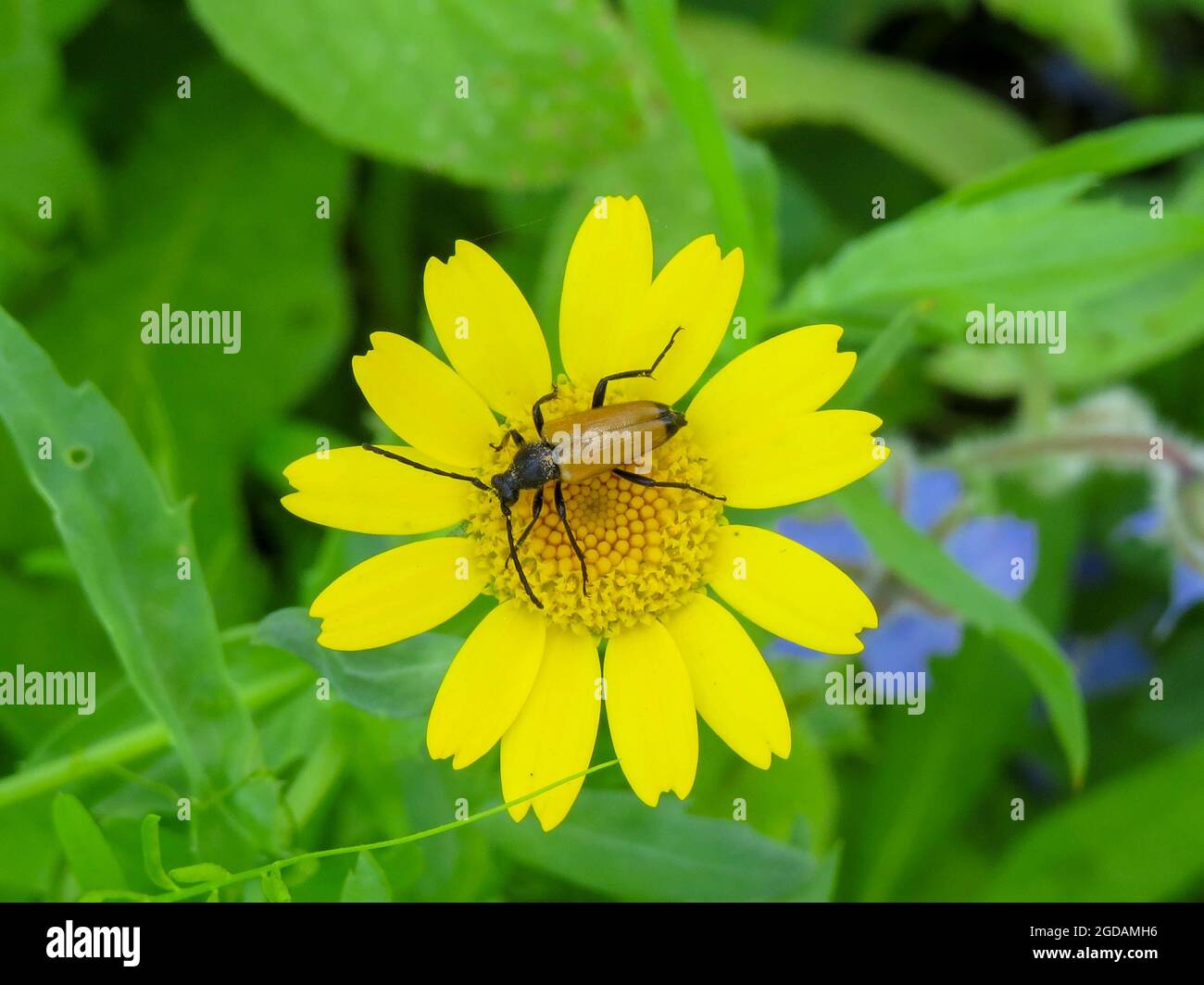 Trigonarthis flower longhorn beetle resting on a bright yellow corn marigold Stock Photo
