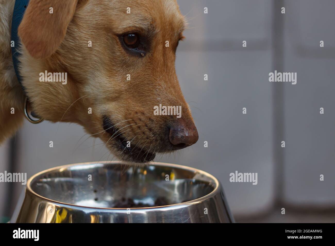 Labrador eating his lunch out of a steel bowl Stock Photo