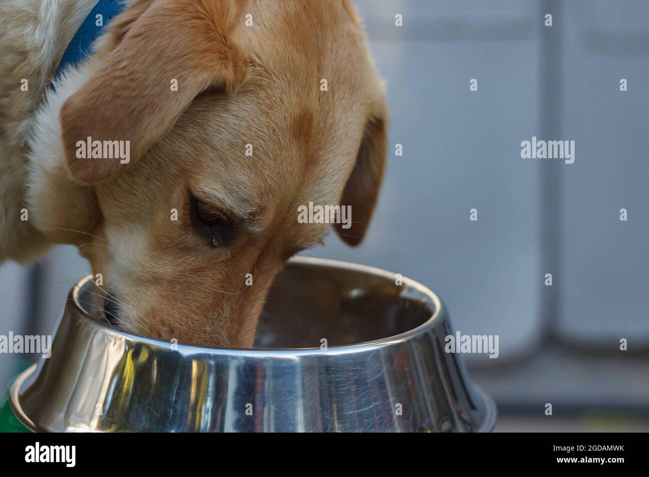 Labrador eating his lunch out of a steel bowl Stock Photo
