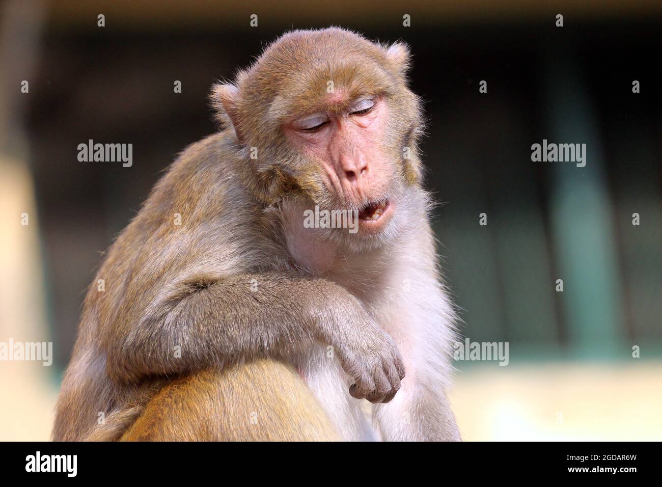August 12,2021, Dhaka, Bangladesh: Urban monkeys waits for food on the ...