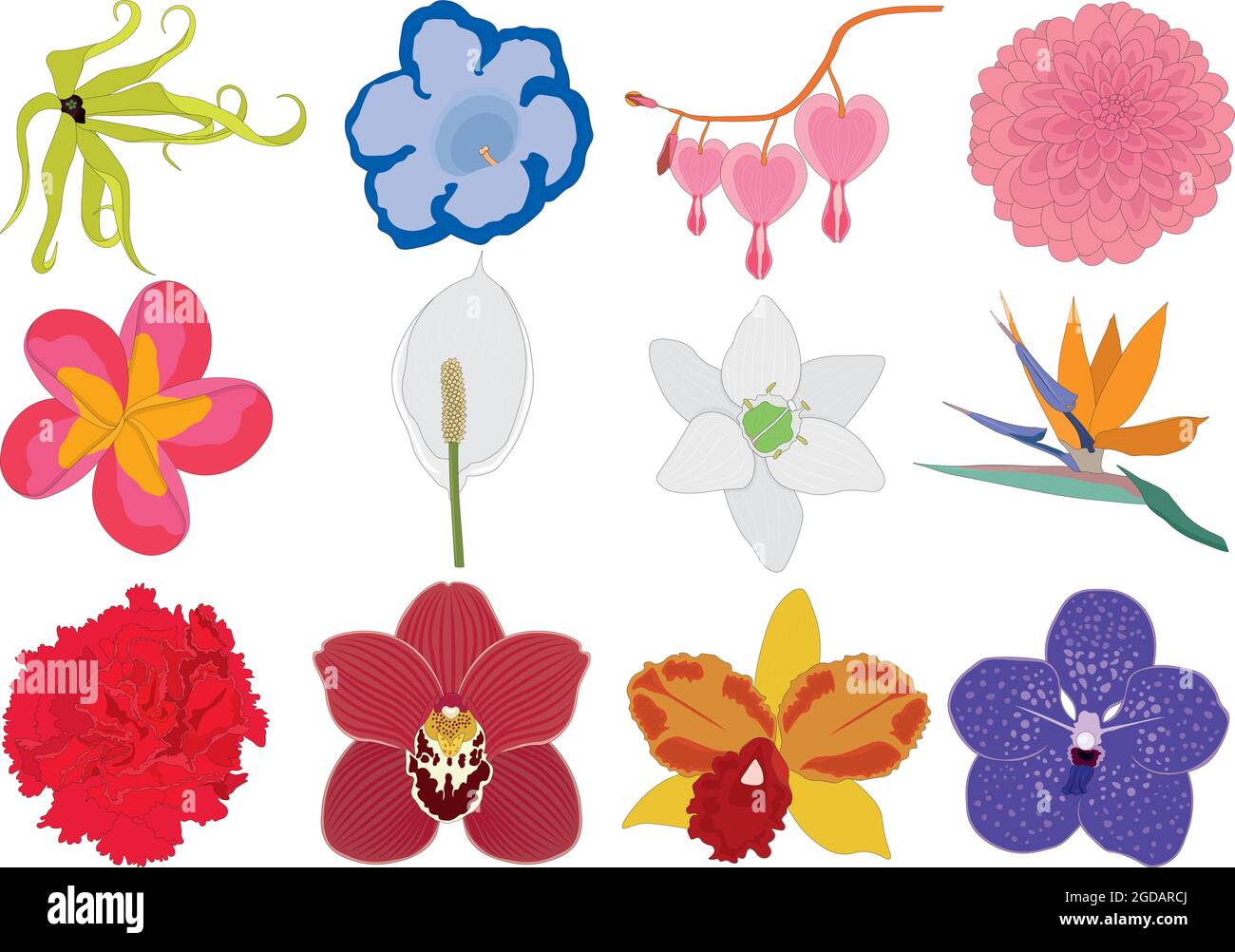 Different multicolored bright flowers collection vector illustration Stock Vector