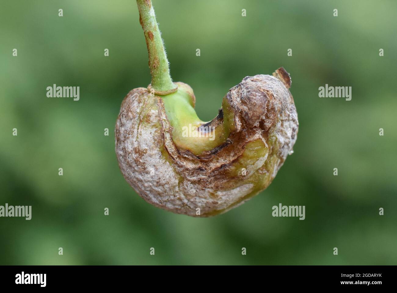 Fungus infection by plum gall Taphrina pruni on plum fruit Stock Photo