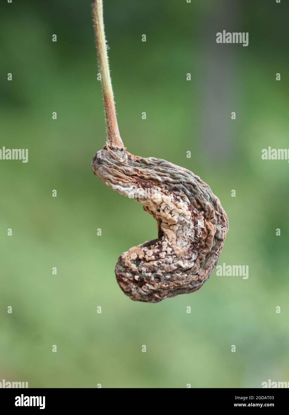 Fungus infection by plum gall Taphrina pruni on plum fruit Stock Photo
