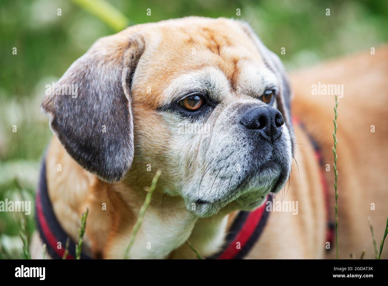 Headshot of strong puggle pug and beagle cross breed on leash