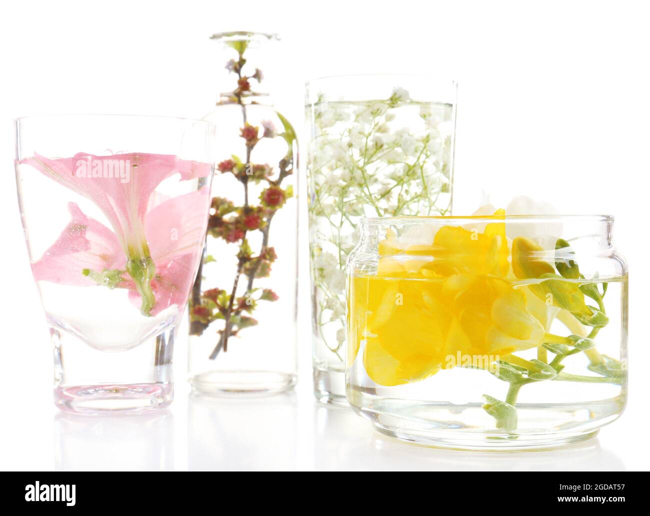 Spring flowers submerged in water isolated on white Stock Photo Alamy
