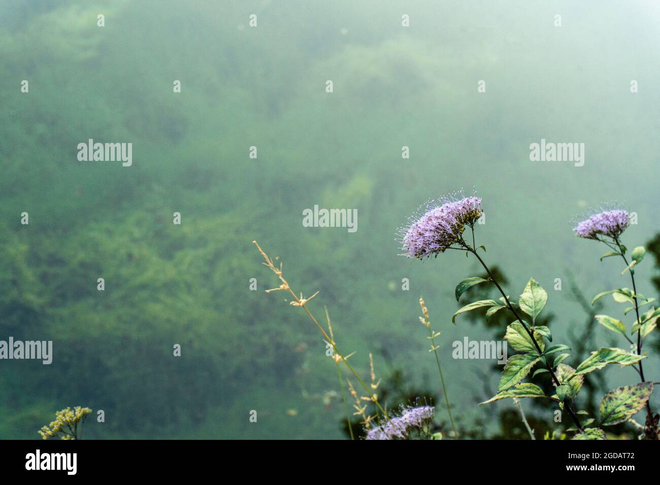 Selective focus shot of purple Blue Throatwort (Trachelium Caeruleum) flowers Stock Photo