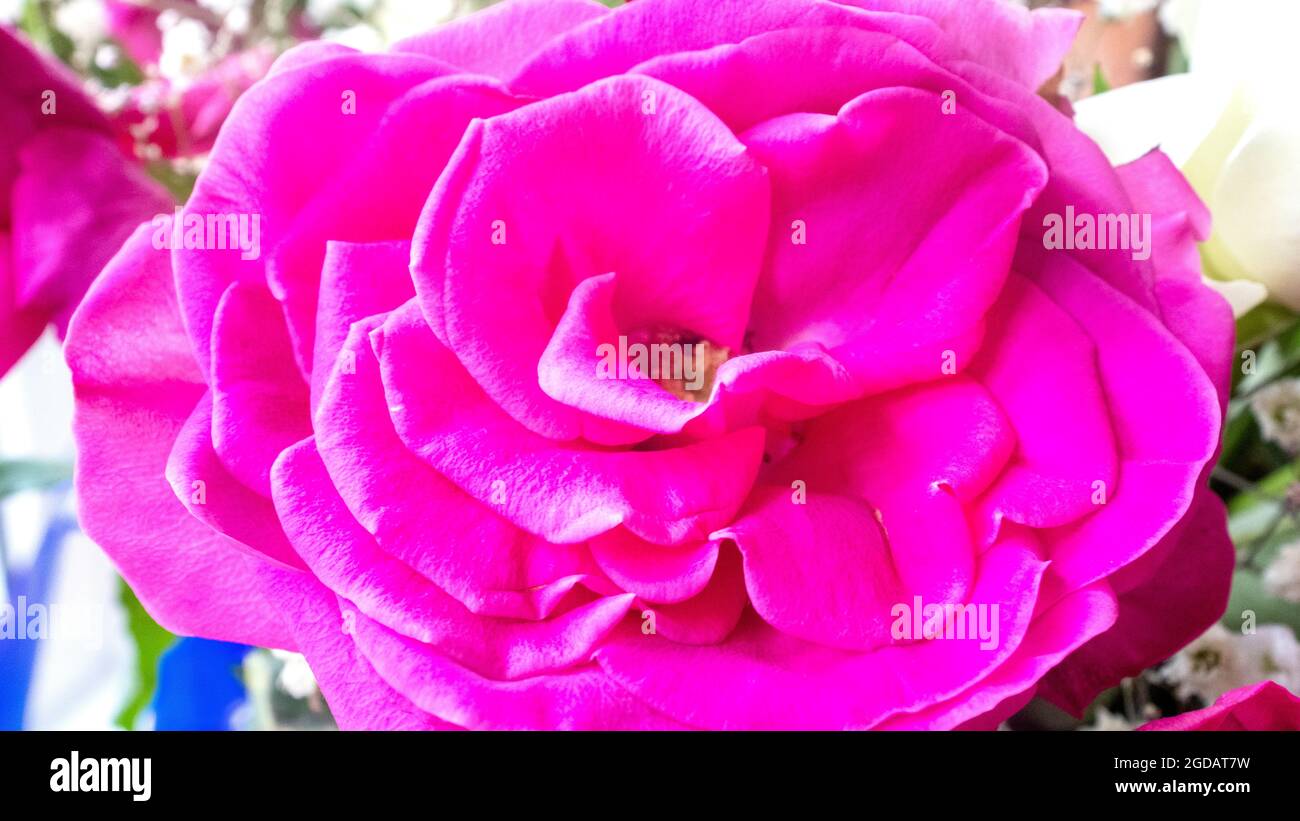 Beautiful pink roses Stock Photo - Alamy