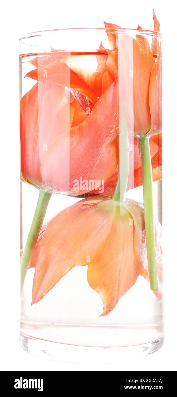 Spring flowers submerged in water isolated on white Stock Photo Alamy