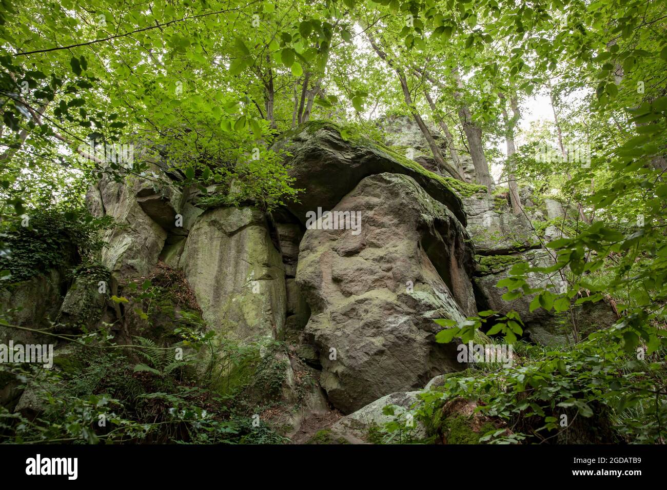 rock canyon of the Stenzelberg mountain in the Siebengebirge hill range  near Koenigswinter, the mountain served as a quarry for quartz latite until  th Stock Photo - Alamy