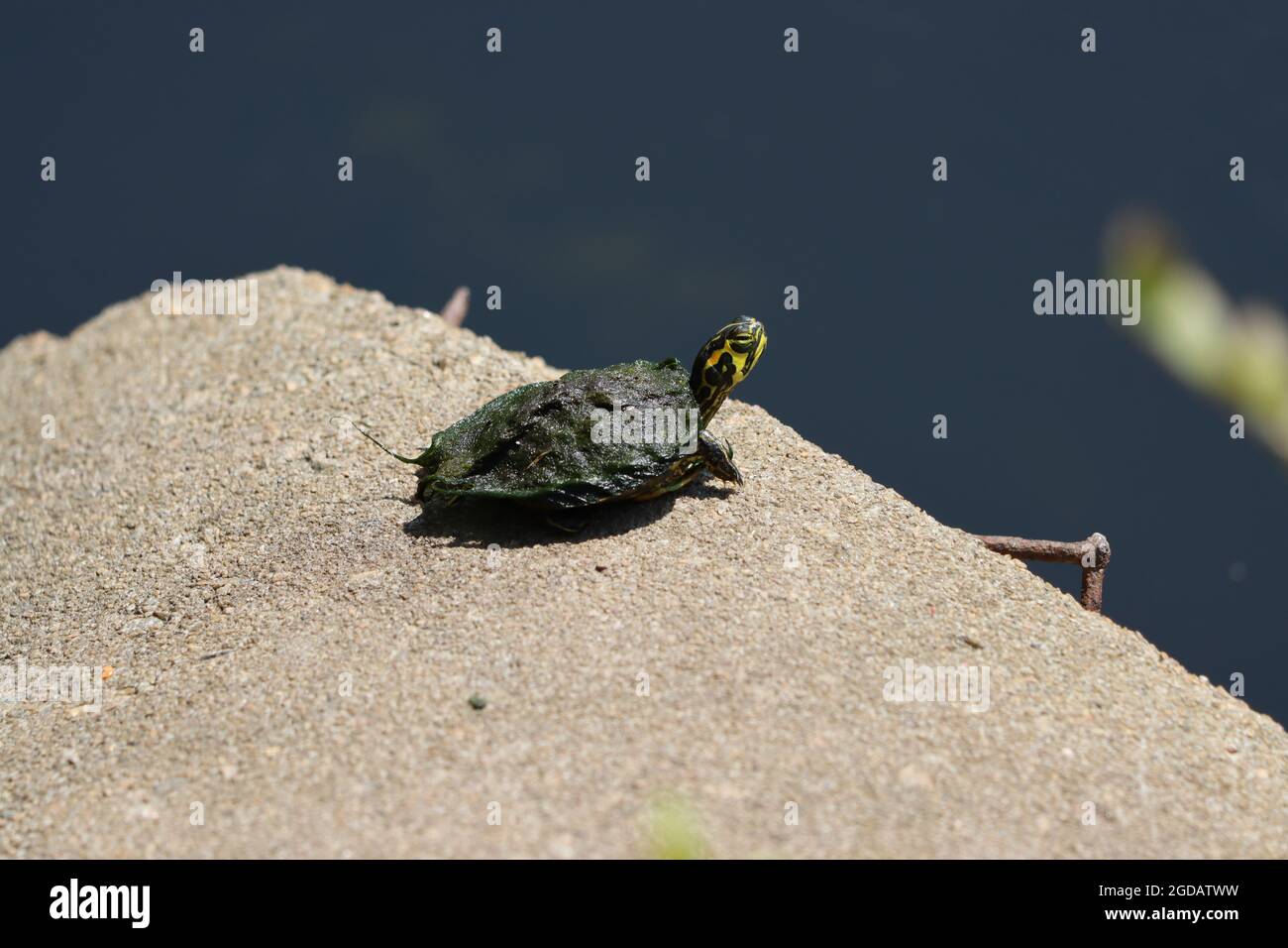 A young Florida redbelly turtle with algae on its shell Stock Photo