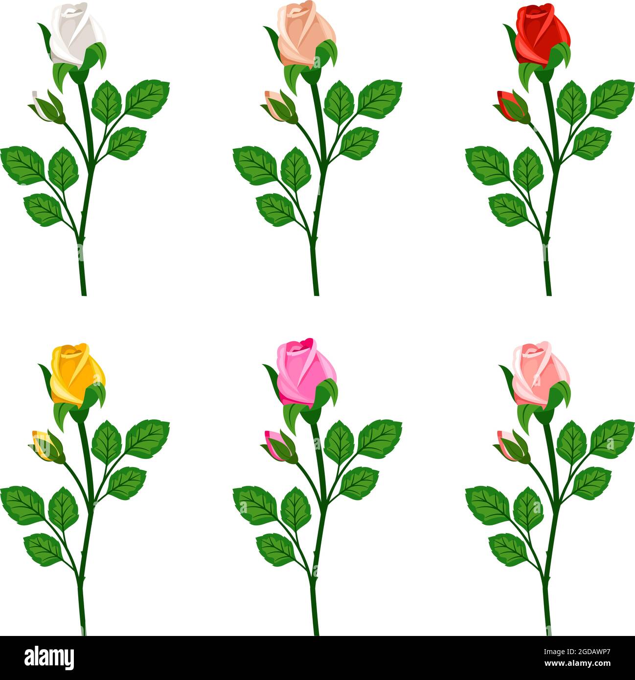 Blooming rose buds Stock Vector Images - Alamy