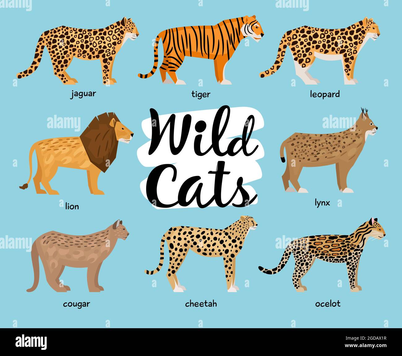 Collection of Wild cats in flat style Stock Vector