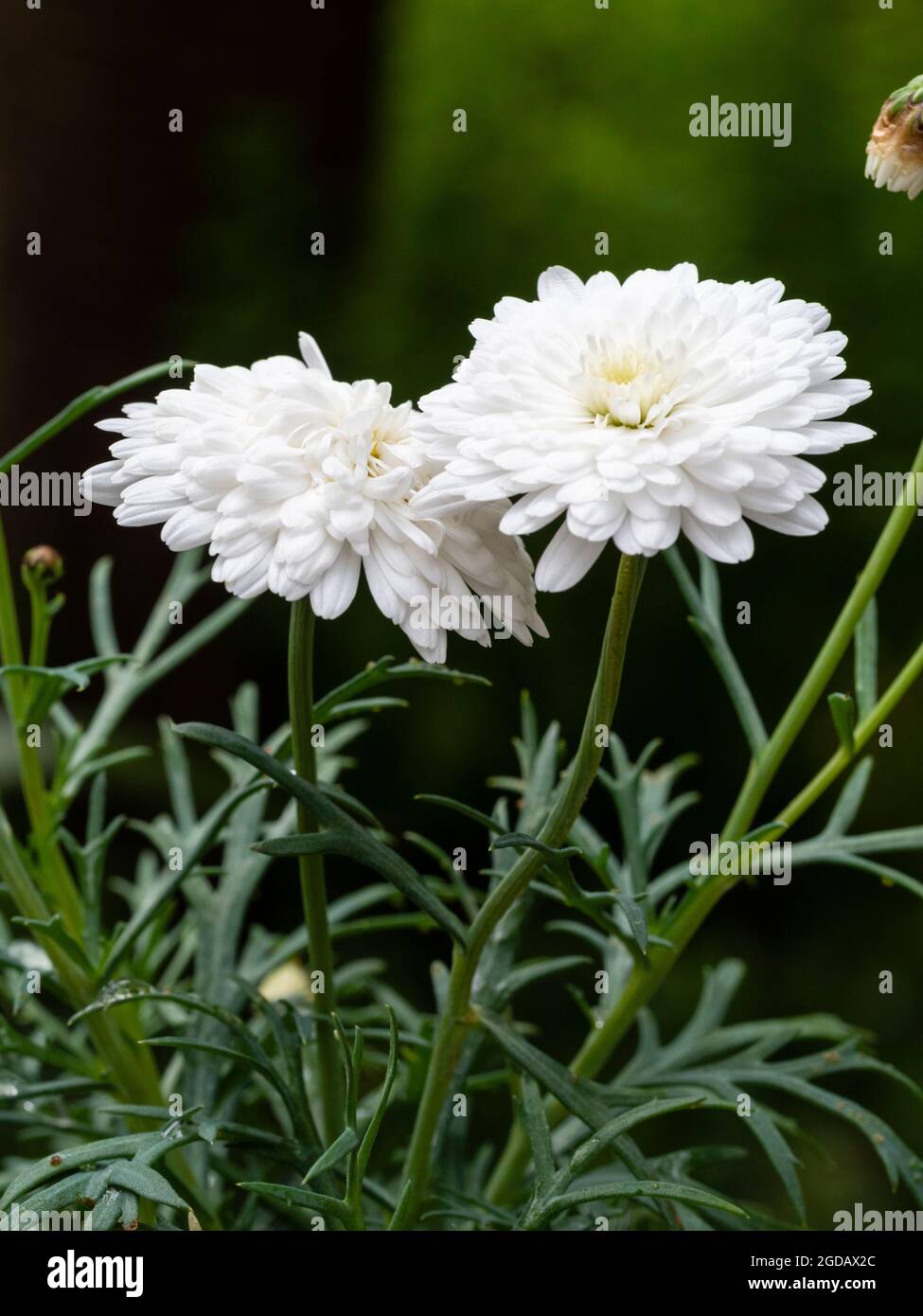 Intricate double summer flowers of the half hardy marguerite daisy, Argyranthemum frutescens 'Molimba Double White' Stock Photo