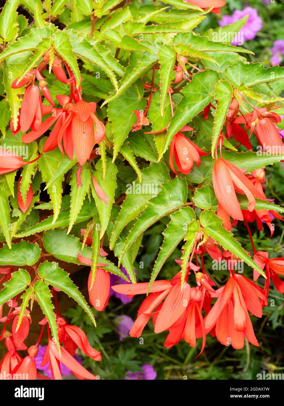 trailing red flowers of the summer blooming, tender, tuberous perennial, Begonia boliviensis 'Bonaparte Red' Stock Photo