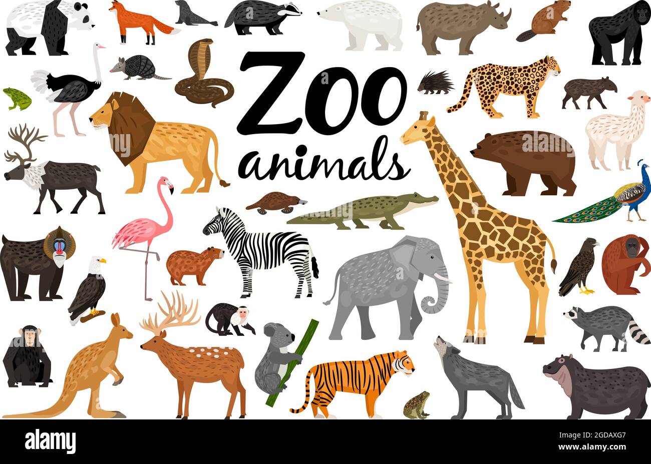 Zoo animals vector collection Stock Vector Image & Art Alamy