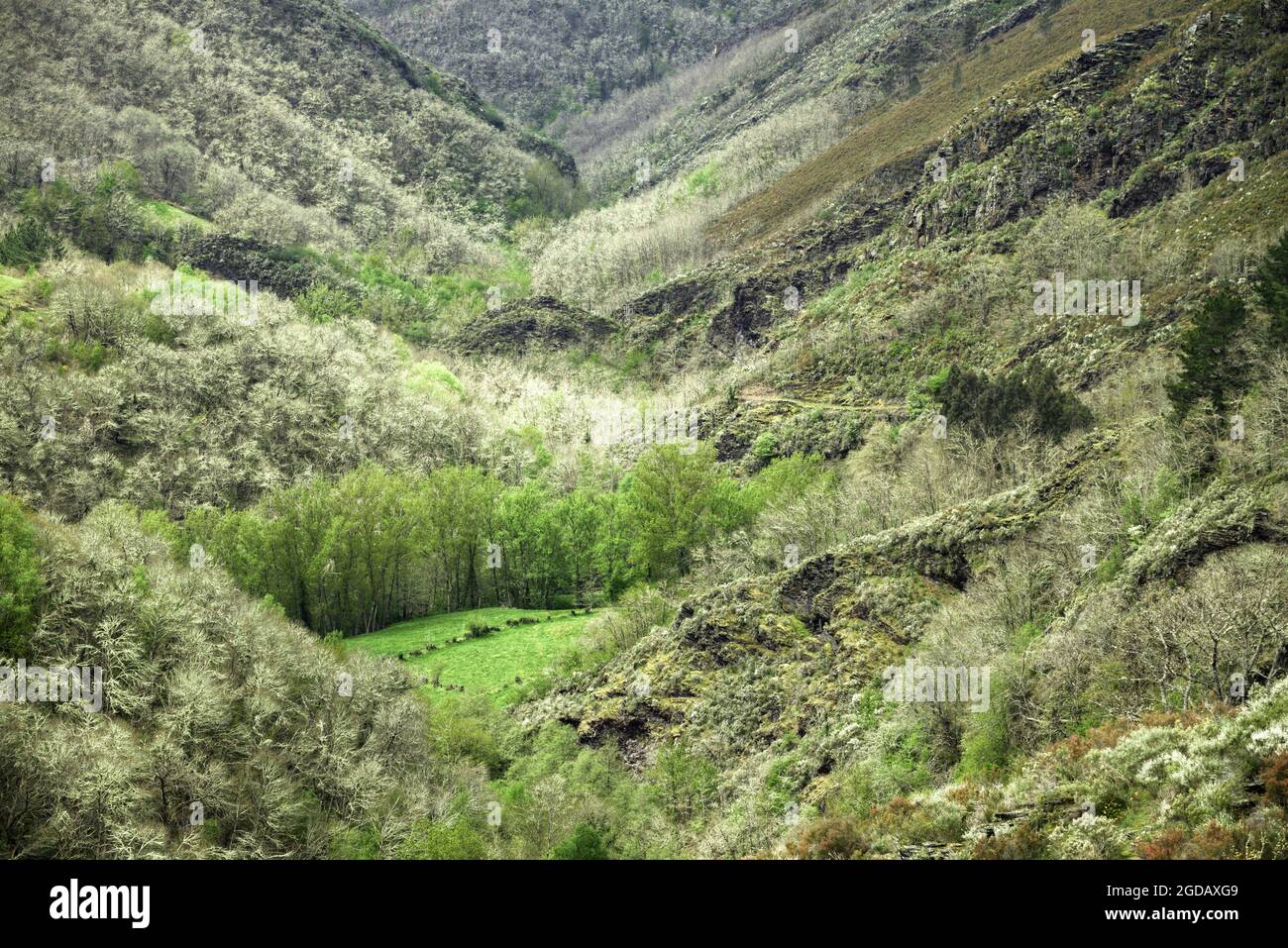 First green forests among the majority still bare at the end of a long winter in Sierra de Ancares in Galicia Stock Photo