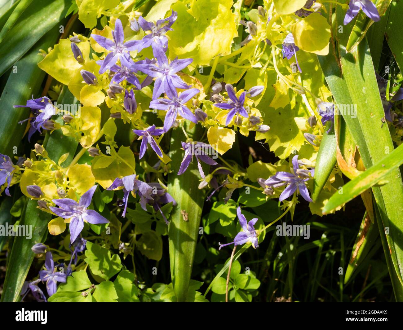Yellow foliage and blue flowers of the midsummer blooming compact perennial, Campanula garganica 'Dickson's Gold' Stock Photo