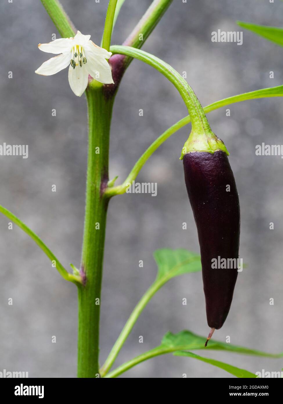 Purple fruit and white flower of the medium hot chilli pepper, Capsicum annuum 'Gusto Purple F1' Stock Photo