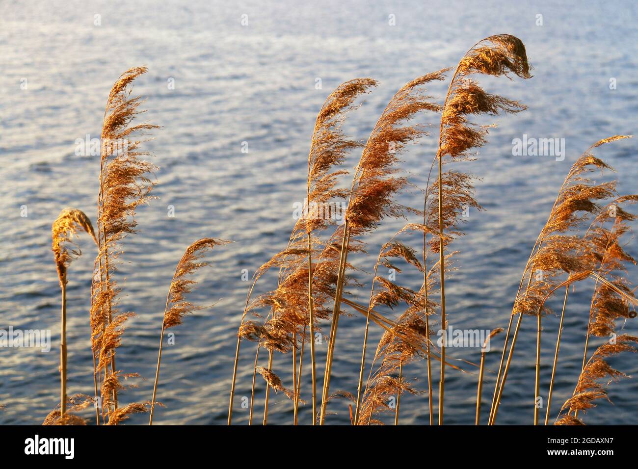 Beautiful dry common reeds hi-res stock photography and images - Alamy