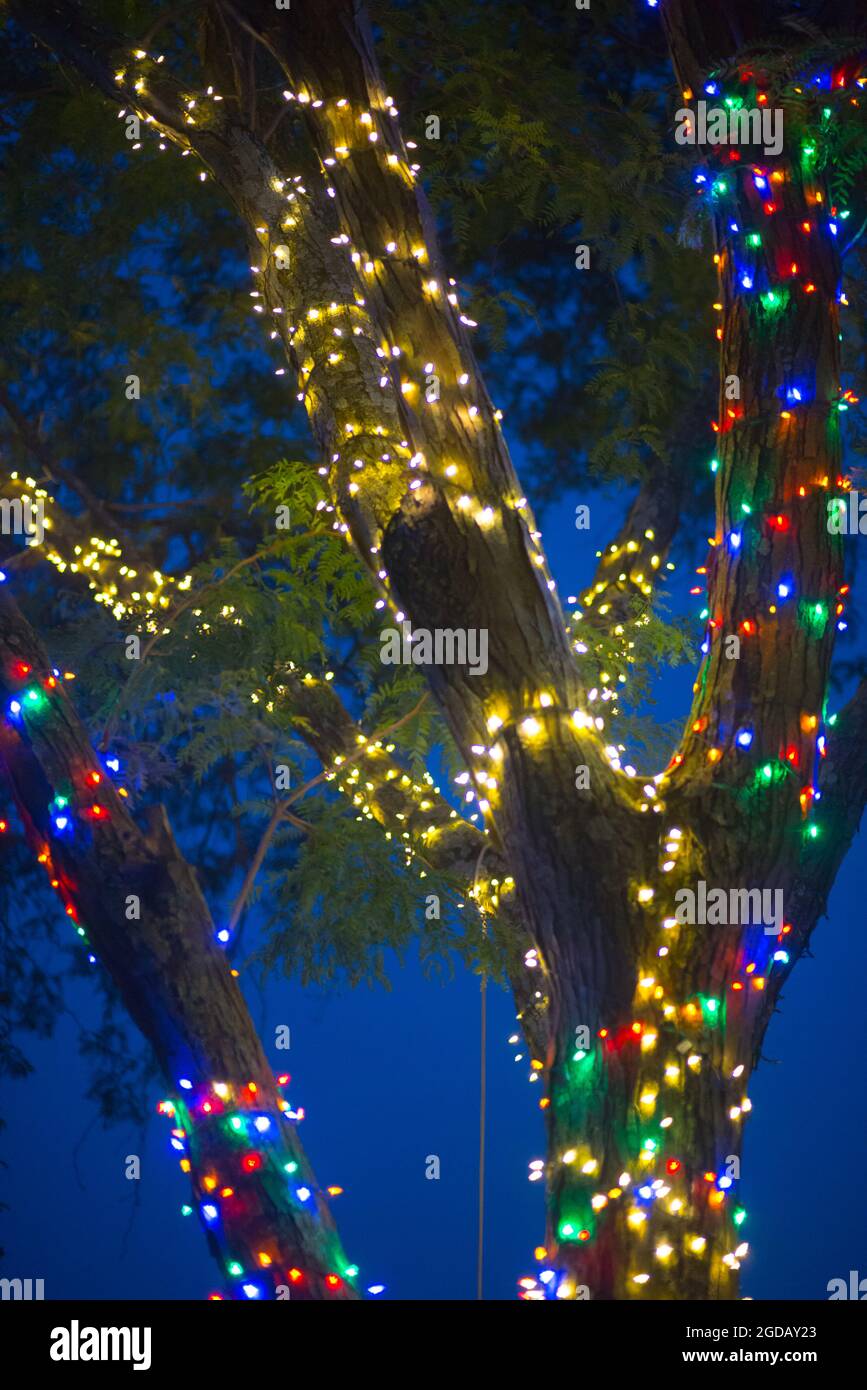 Colorful lights strung on a tree Stock Photo