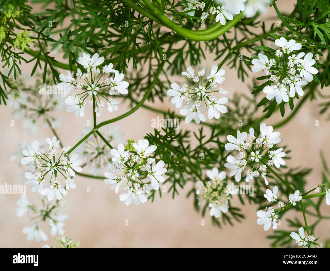 White umbellifer flowers of the annual culinary herb cilantro or