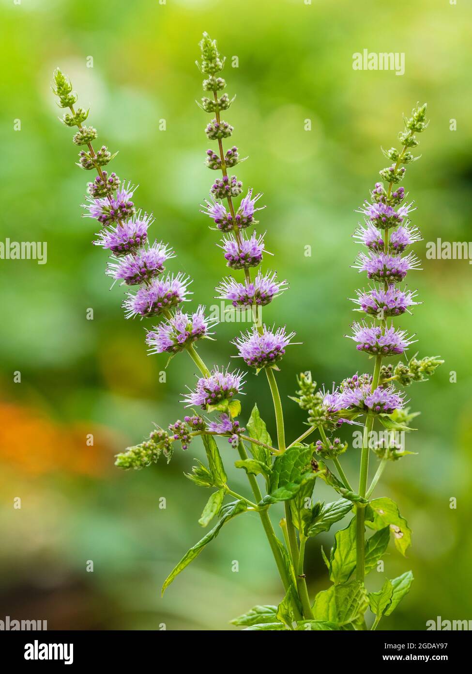 Summer flower spikes of the edible herb spearmint, Mentha spicata Stock Photo