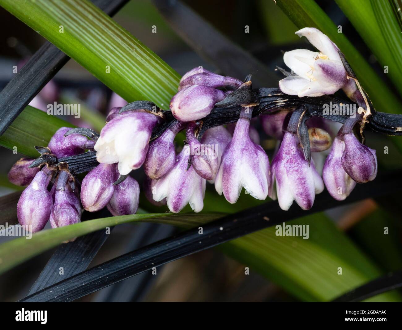 White and purple summer flowers of the hardy perennial black mondo grass, Ophiopogon planiscapus 'Nigrescens' Stock Photo