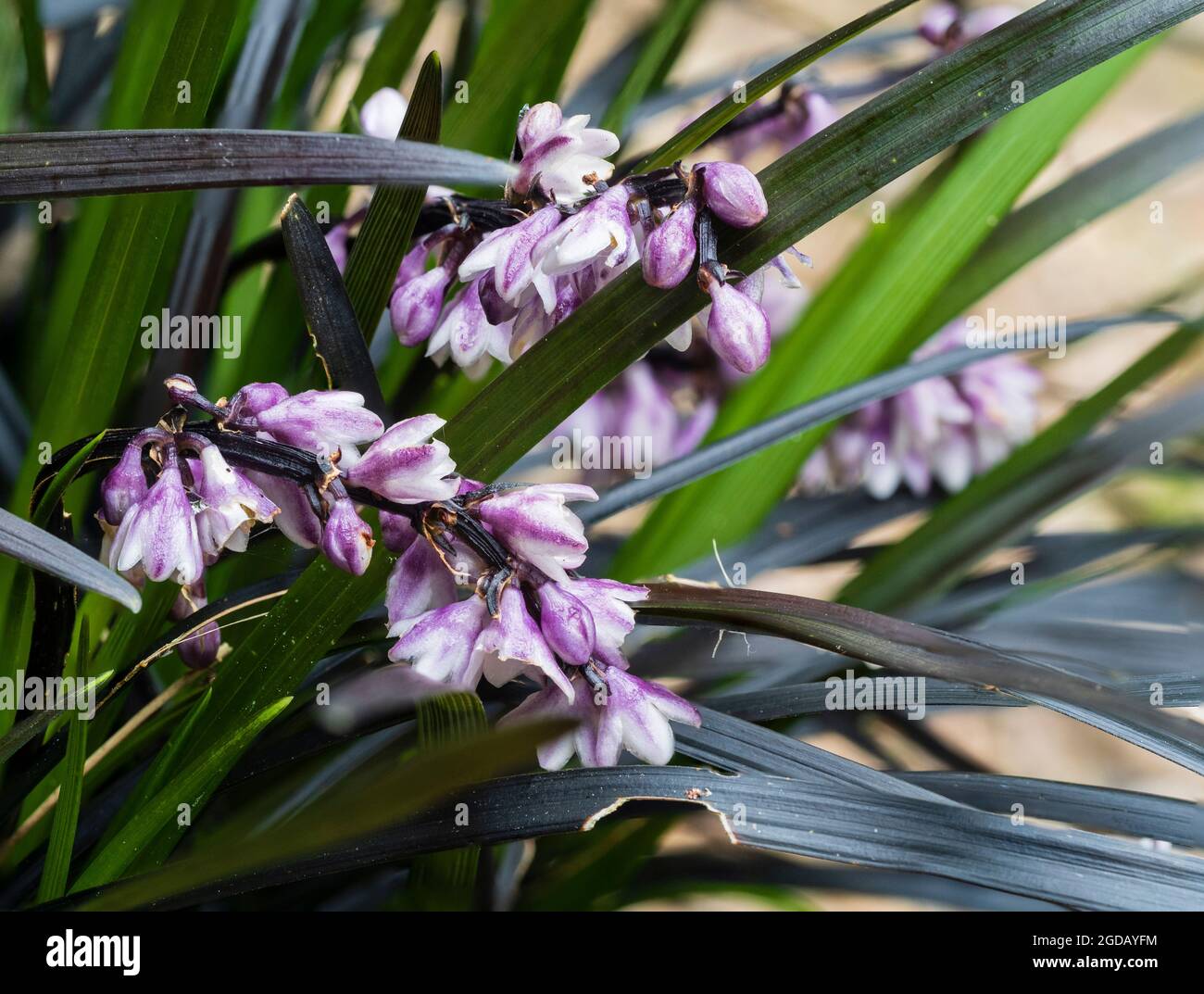 White and purple summer flowers of the hardy perennial black mondo grass, Ophiopogon planiscapus 'Nigrescens' Stock Photo