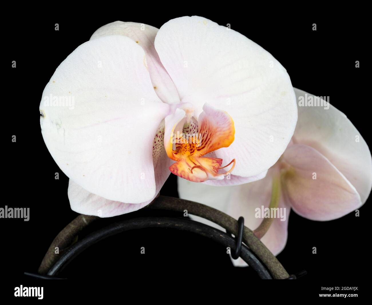 Large, pale flowers of the tender moth orchid, Phalaenopsis Venus 'Cascade' Stock Photo