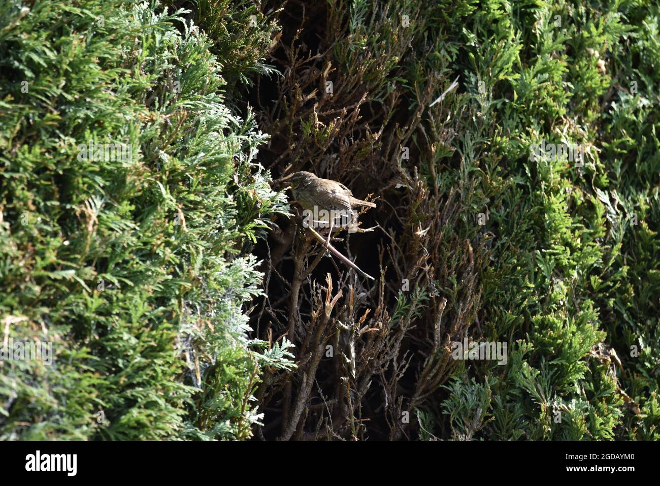 Juvenile Wren (Troglodytes troglodytes) Calling from a Leylandi Hedge in Late Summer in Wales, UK Stock Photo